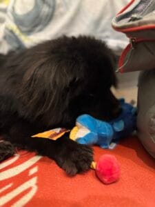Dzień Psa 2025