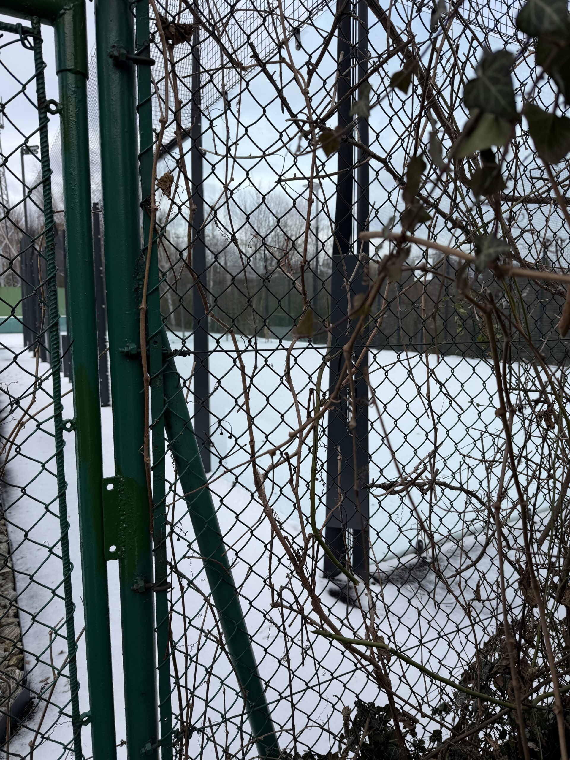 Pies w stresie przez fajerwerki 2026