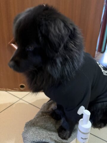 Paco i pianka mubo