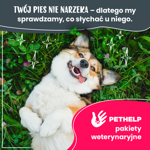 Pierwsza pomoc dla psa