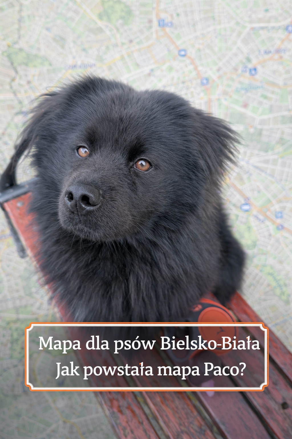 mapa dla psów Bielsko-Biała
