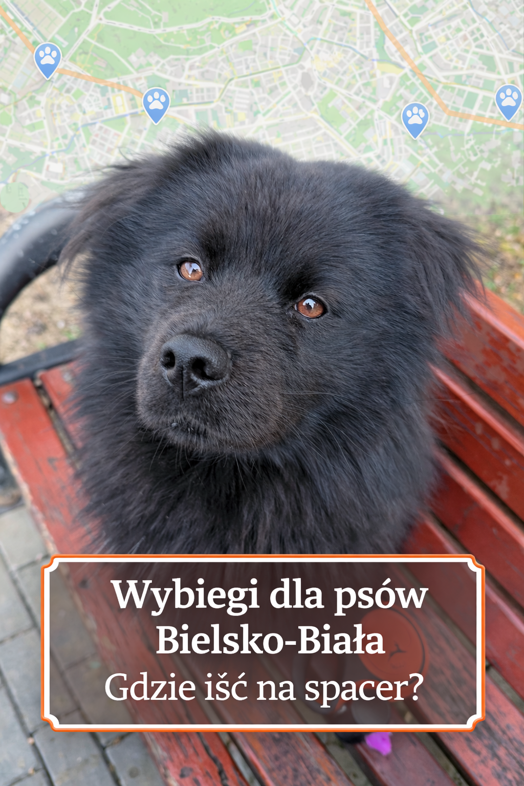 wybiegi dla psów Bielsko-Biała