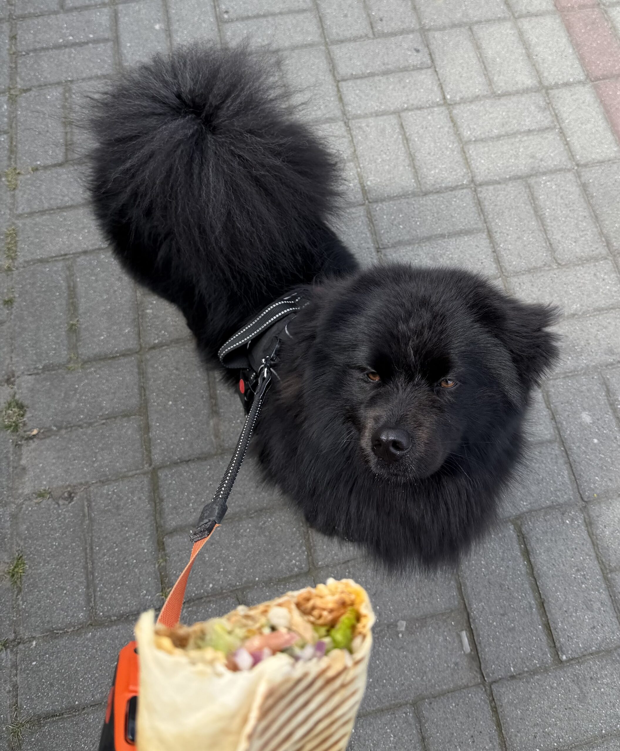 Paco u groomera Bielsko-Biała