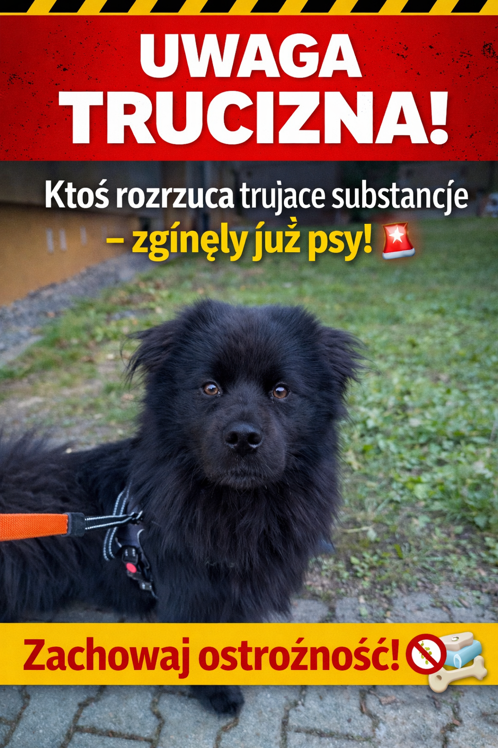 Trucizna na spacerze z psem