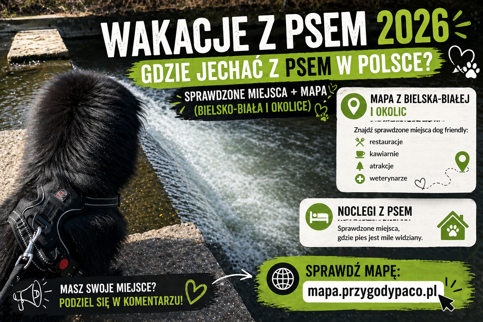 Wakacje z psem gdzie jechać z psem w Polsce 2026