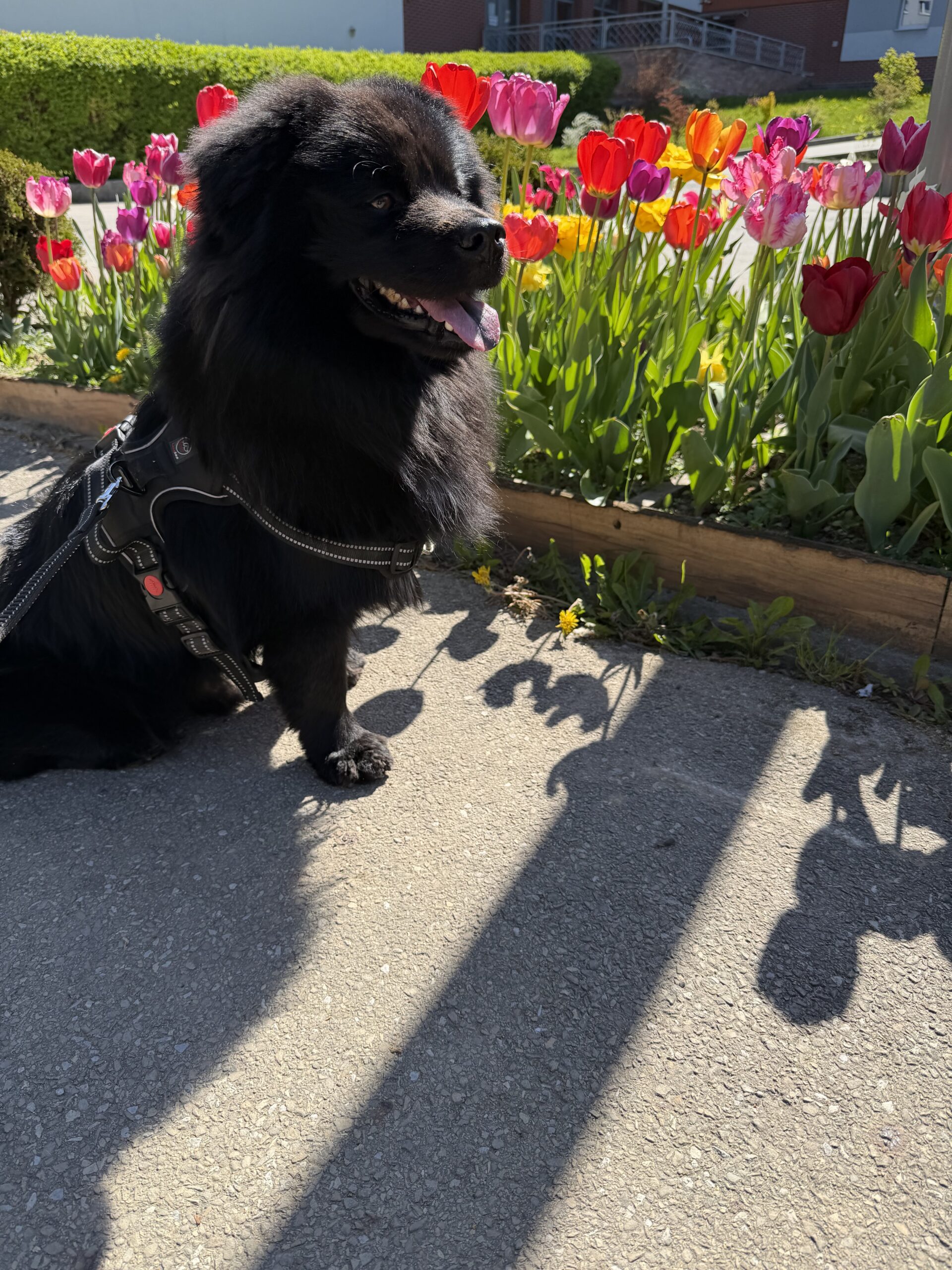Majówka z psem Bielsko-Biała 2026