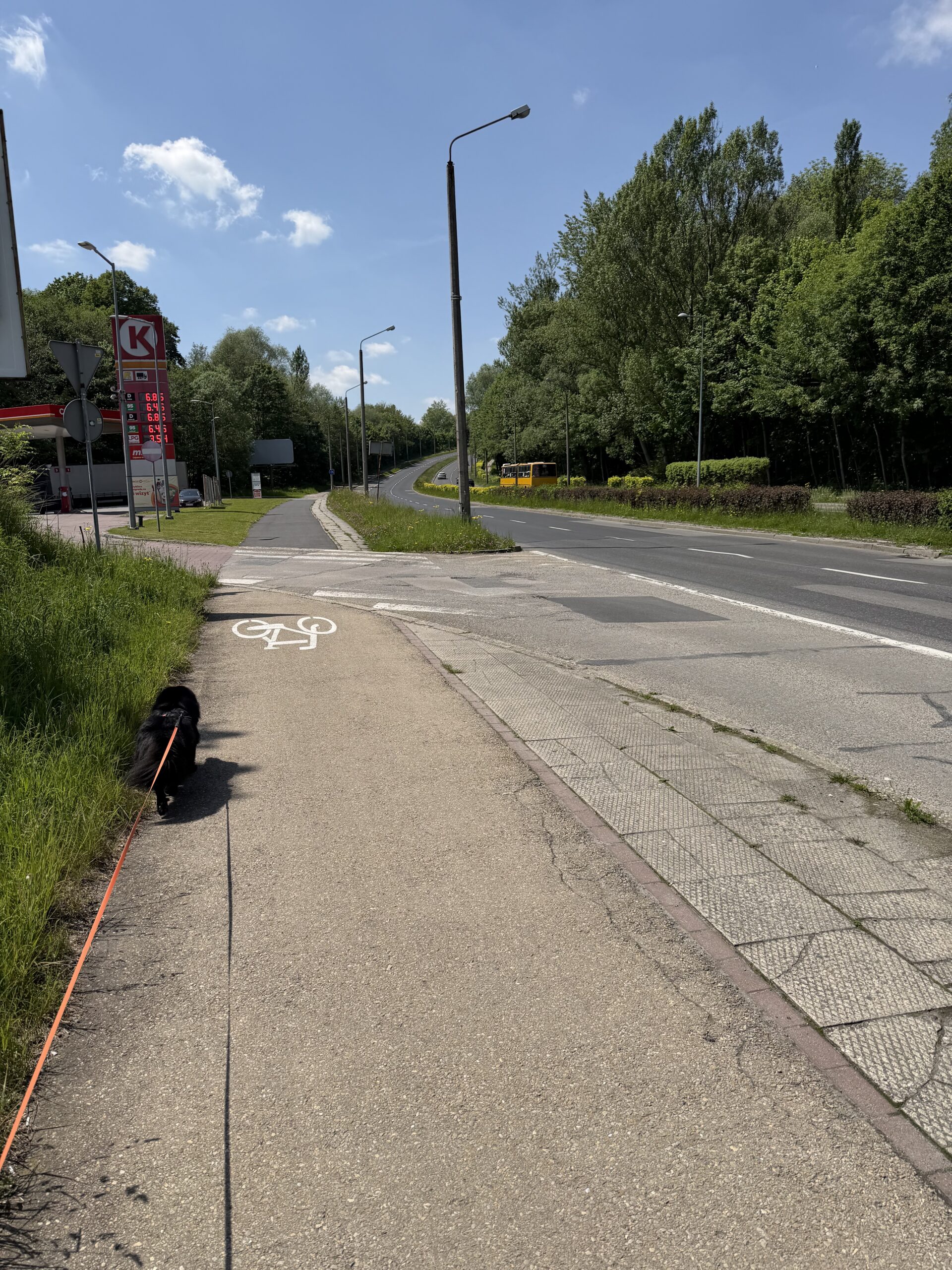 Słoneczna niedziela z psem