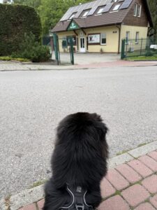 Wizyta kontrolna u weterynarza