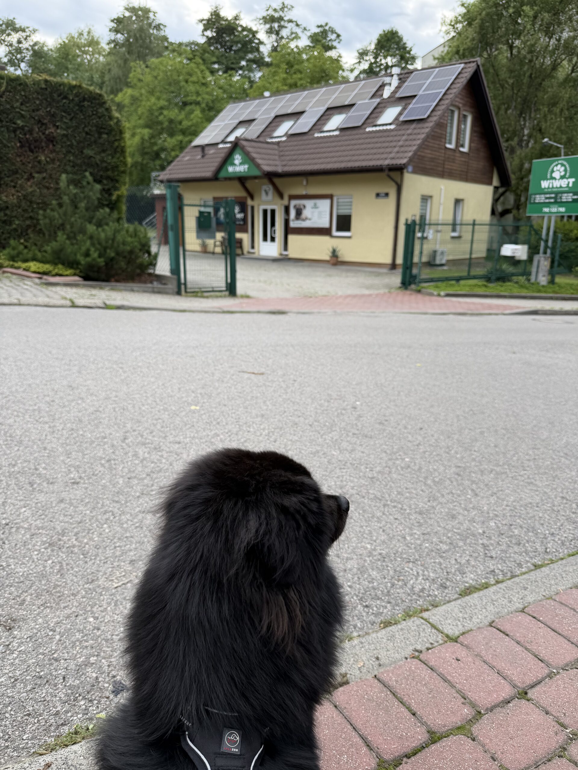Wizyta kontrolna u weterynarza