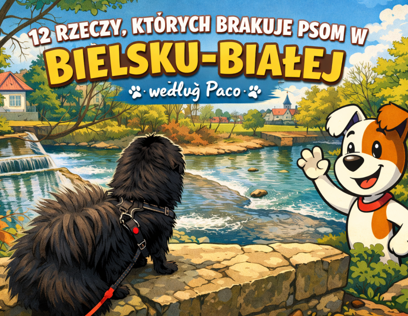 czego brakuje psom w Bielsku-Białej – Paco na spacerze