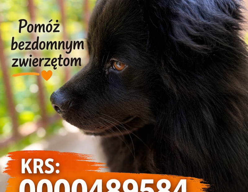 1 5 procent dla zwierząt Bielsko-Biała Paco