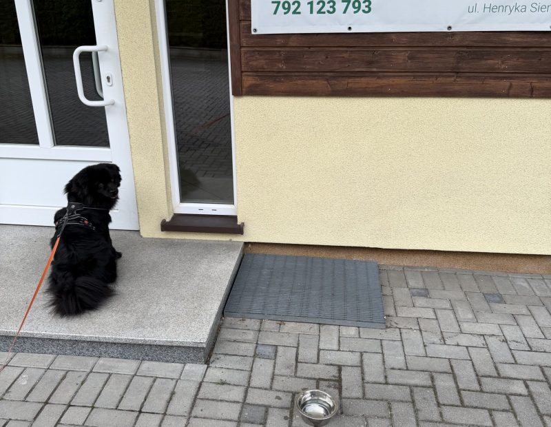 Zapalenie międzypalcowe u psa