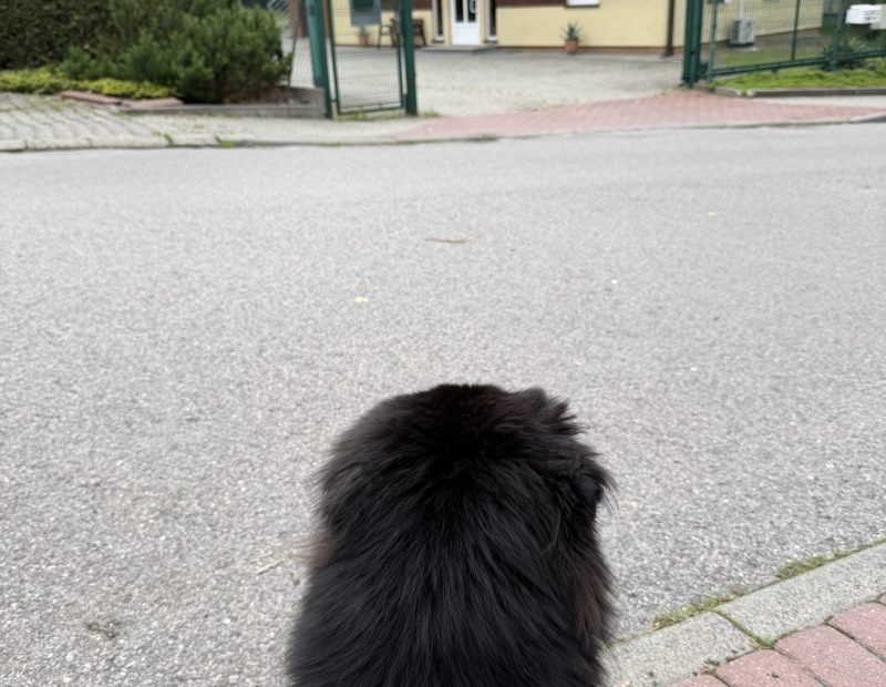 Wizyta kontrolna u weterynarza