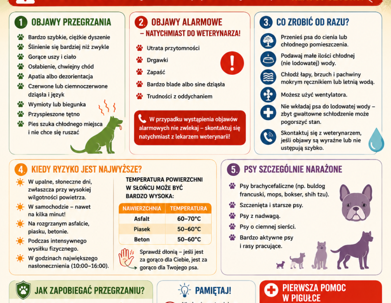 Przegrzanie od słońca u psa