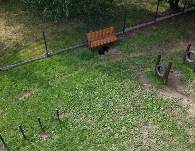 Pies i dron