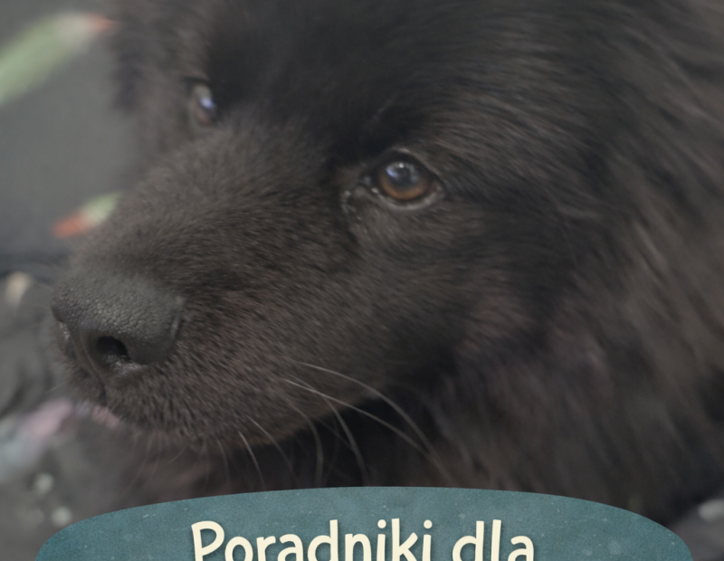 poradniki dla właścicieli psów