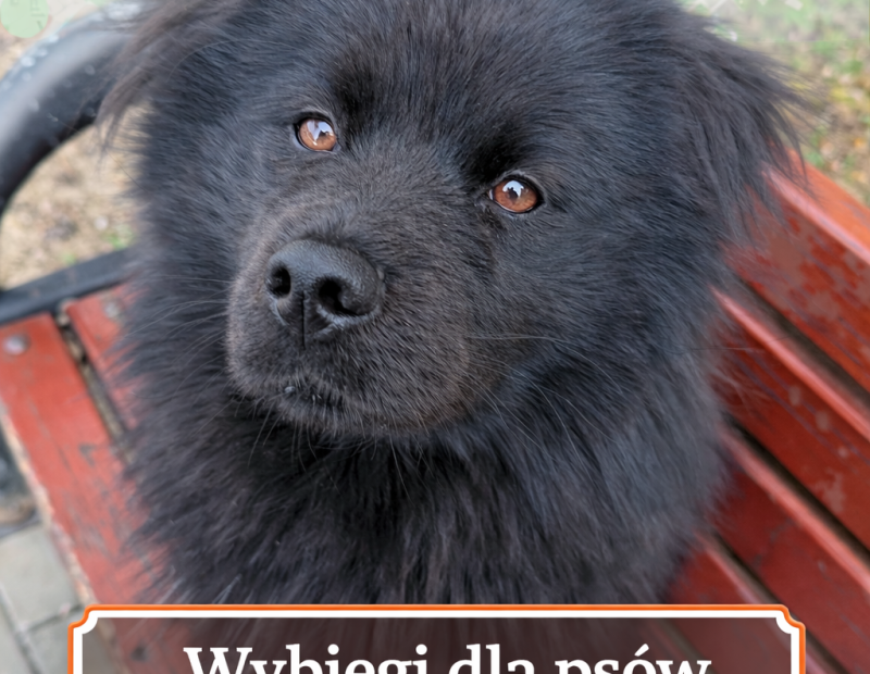 wybiegi dla psów Bielsko-Biała
